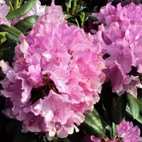 Rhododendron Roseum Elegans|Рододендрон Розеум Елеганс