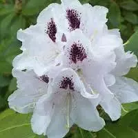Рододендрон Калсап| Rhododendron Calsap
